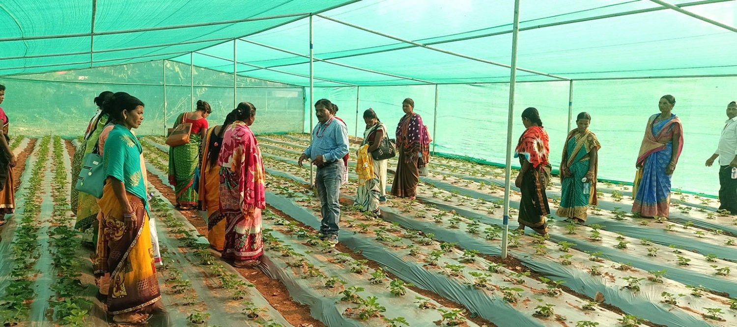 Krishi Vigyan Kendra, Kandhamal