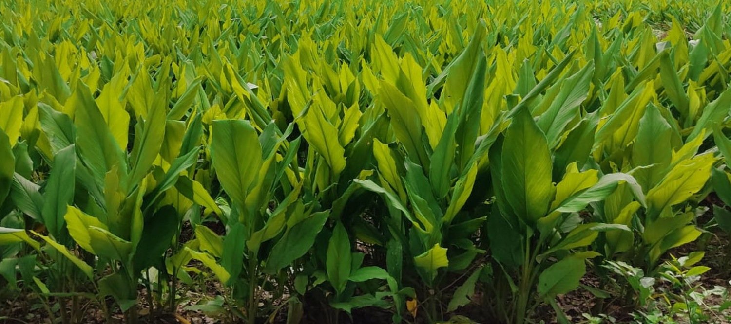 Krishi Vigyan Kendra, Kandhamal