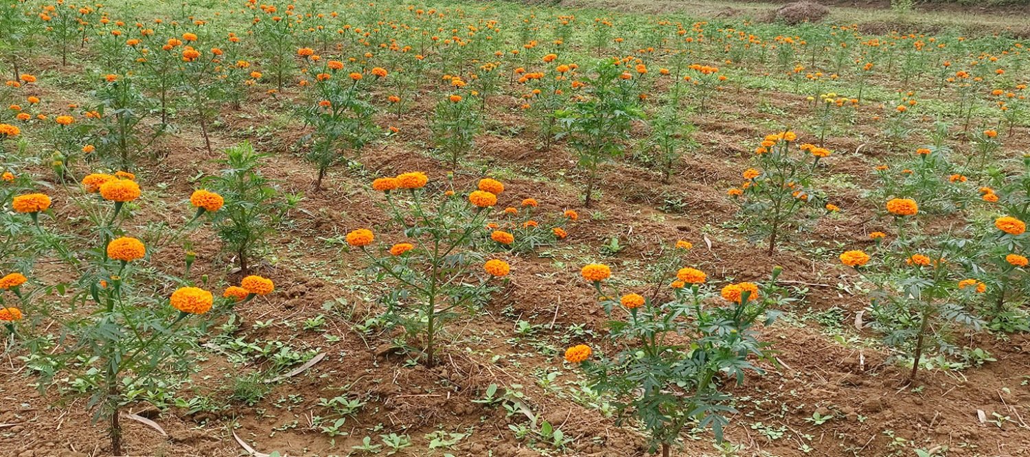 Krishi Vigyan Kendra, Kandhamal